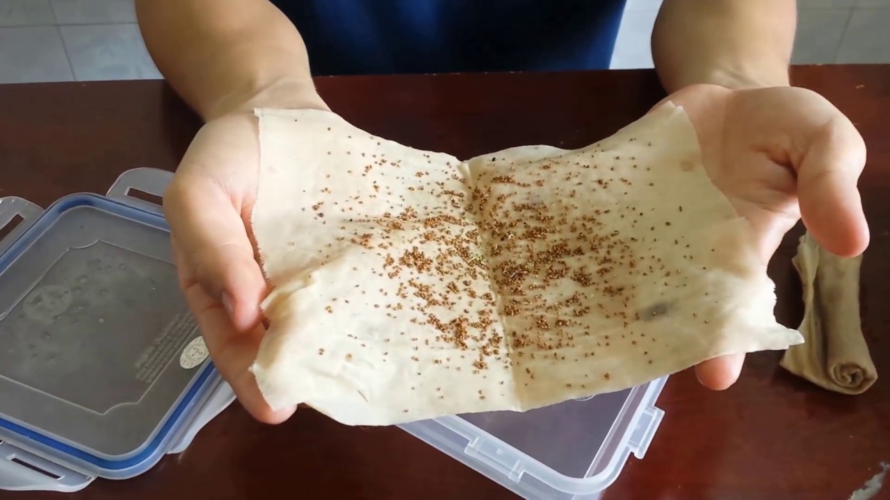 CÁCH TRỒNG DÂU TÂY CHỊU NHIỆT BẰNG HẠT ĐƠN GIẢN, DỄ LÀM