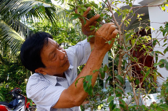Độc đáo vườn nho thân gỗ của thầy giáo ở Cần Thơ