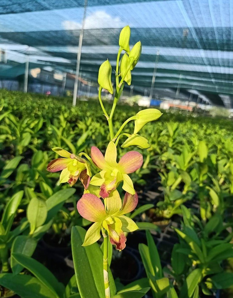 Chậu cây lan Dendro màu vàng pha cam