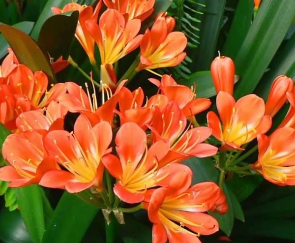 Cây lan quân tử bầu đất size đại ra hoa Tết Nguyên Đán - Lan Huệ Cam, Lan Huệ Đỏ, Đại Quân Tử