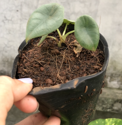Cây giống kiểng lá Nebula(Alocasia Nebula ‘Imperialis’) size mini