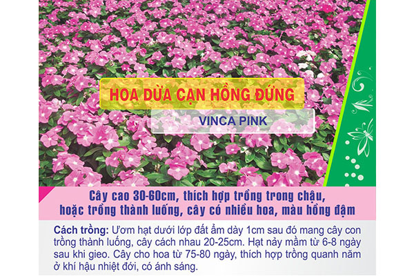 Gói 100 hạt giống hoa dừa cạn hồng đứng - Nanuseeds