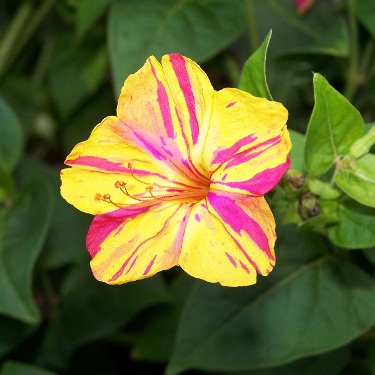 Gói 1GR hạt giống hoa Bông Phấn Nhiều Màu