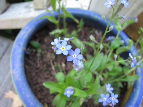 Gói 0.2GR hạt giống hoa Lưu Ly Nhiều Màu