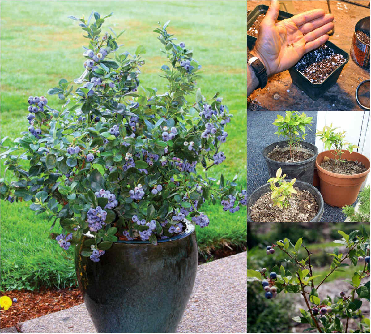 Cây Việt Quất tứ quý (Blueberry) trưởng thành, ra trái 4 mùa quanh năm - giống siêu trái, cao 40-60cm