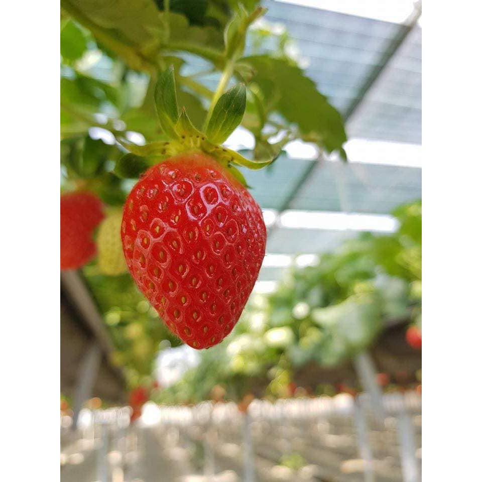 Cây giống Dâu Tây Nhật Sachinoka cấy mô - giống chịu nhiệt trái siêu ngọt, giòn