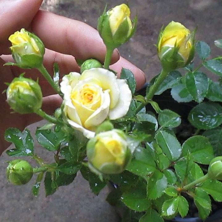 Combo 5 Hồng tỉ muội siêu bông bầu đất - Tặng 1 bầu