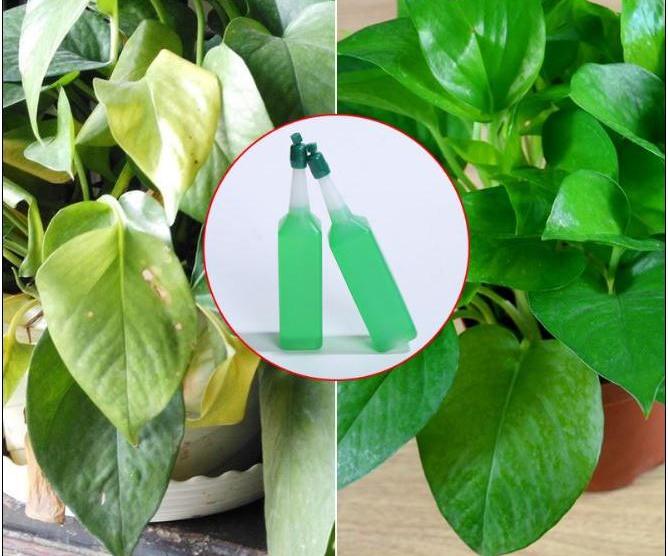 Dung Dịch Thủy Canh Chuyên Dụng Cho tất cả các loại cây thủy canh