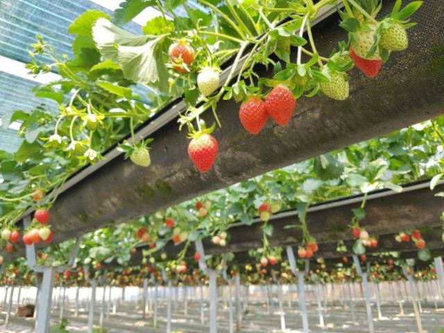 Cây giống Dâu Tây Nhật Sachinoka cấy mô - giống chịu nhiệt trái siêu ngọt, giòn