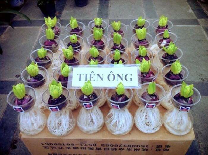 Củ tiên ông đã có mầm trồng nước - đủ 4 màu xanh, đỏ, hồng, tím - giao kèm bình thủy tinh như hình