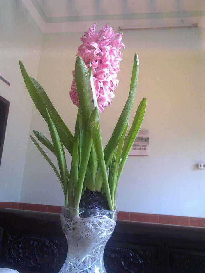 Củ tiên ông đã có mầm trồng nước - đủ 4 màu xanh, đỏ, hồng, tím - giao kèm bình thủy tinh như hình