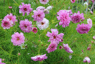 Gói 0.2GR hạt giống hoa Sao Tím Kép Nhiều Màu