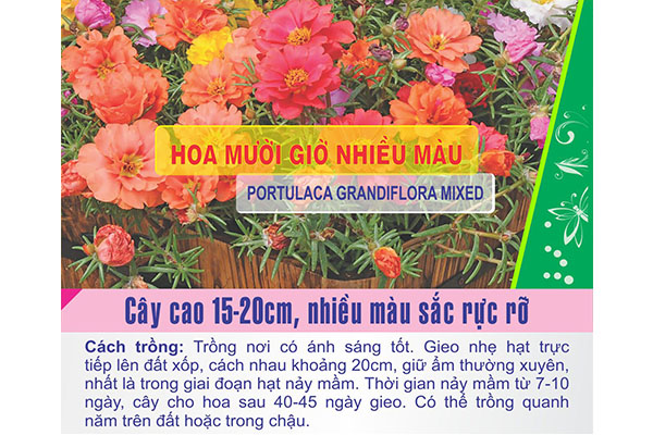 Gói 100 Hạt Giống Hoa Mười Giờ Nhiều Màu - Nanuseeds