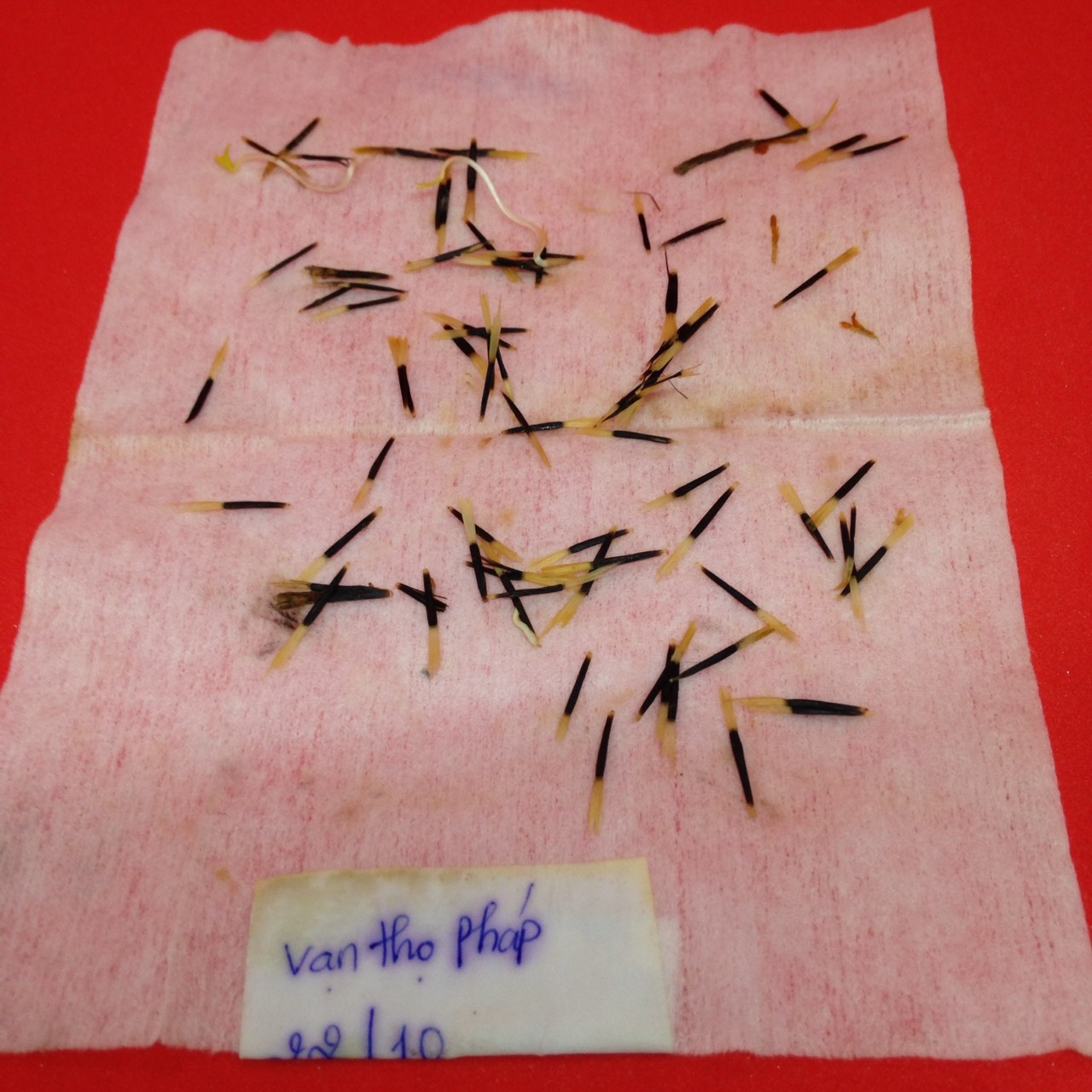 Gói 50 Hạt Giống Hoa Vạn Thọ Pháp Nhiều Màu - Nanuseeds