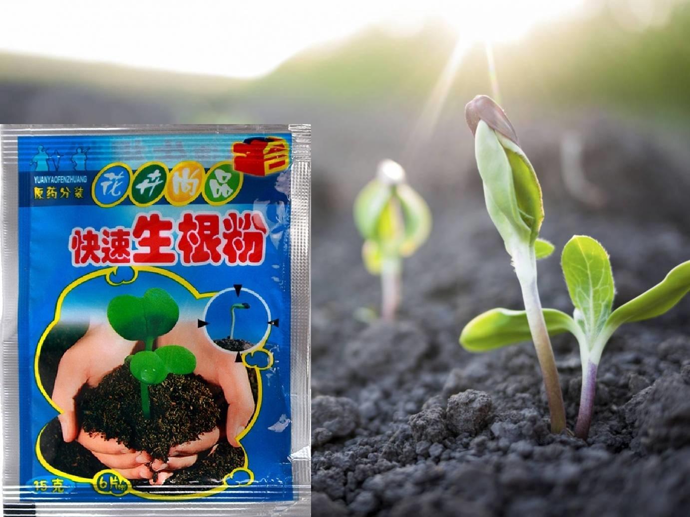 Thuốc kích rễ và kích nảy mầm hạt giống nhanh nảy mầm và ra rễ