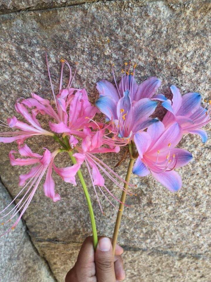 Củ giống Hoa Bỉ Ngạn - 5 màu đỏ, hồng, tím nhạt, trắng, vàng.