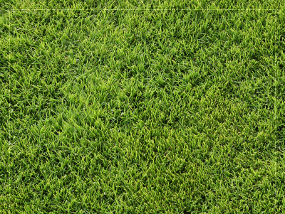 HẠT GIỐNG CỎ TRỒNG THẢM BERMUDA - 50Gr