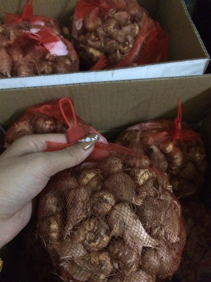 Củ giống Hoa Bỉ Ngạn - 5 màu đỏ, hồng, tím nhạt, trắng, vàng.