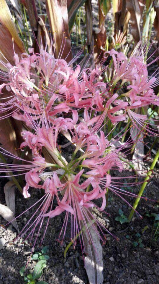 Củ giống Hoa Bỉ Ngạn - 5 màu đỏ, hồng, tím nhạt, trắng, vàng.