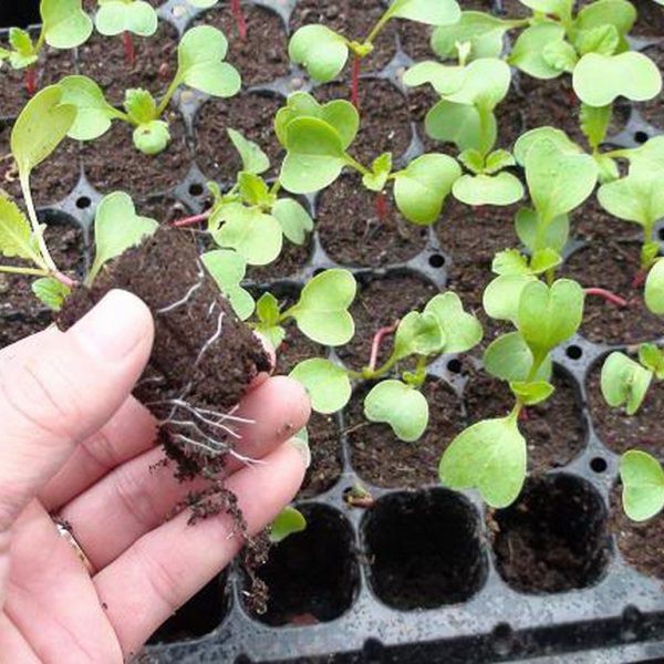 Khay ươm 49 lỗ chuyên dụng cho viên nén ươm hạt loai 1 dày, bền, đẹp