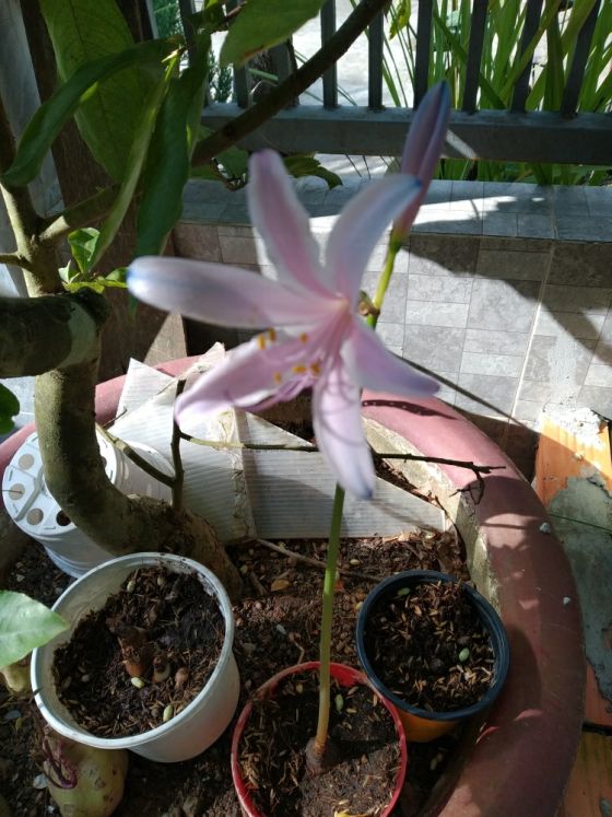 Củ giống Hoa Bỉ Ngạn - 5 màu đỏ, hồng, tím nhạt, trắng, vàng.