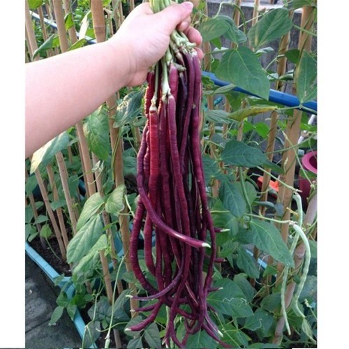 Gói 10GR hạt giống Đậu Đũa Tím Cao Sản (Da Tím)