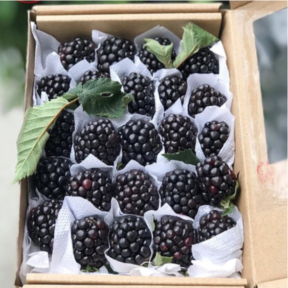 Chậu cây giống trái mâm xôi Đen - Phúc Bồn Tử (BlackBerry)