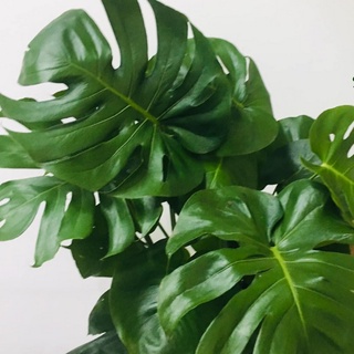 Combo 10 hạt giống cây monstera tỉ lệ nảy mầm 90%