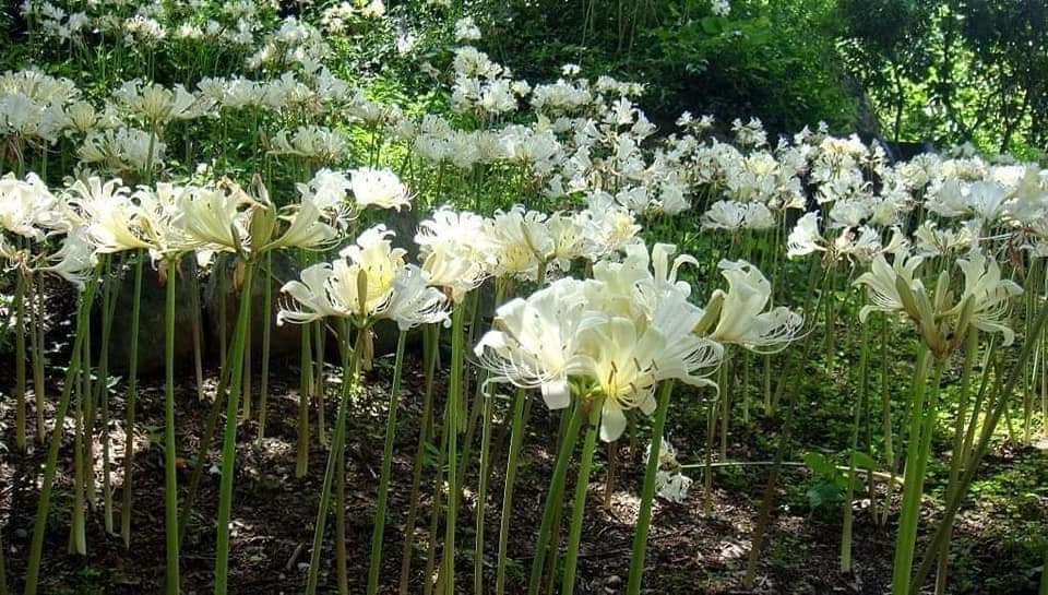 Củ giống Hoa Bỉ Ngạn - 5 màu đỏ, hồng, tím nhạt, trắng, vàng.