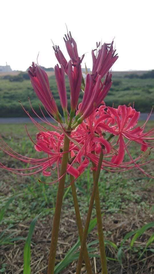 Củ giống Hoa Bỉ Ngạn - 5 màu đỏ, hồng, tím nhạt, trắng, vàng.