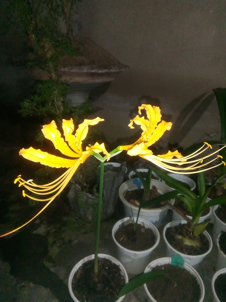 Củ giống Hoa Bỉ Ngạn - 5 màu đỏ, hồng, tím nhạt, trắng, vàng.