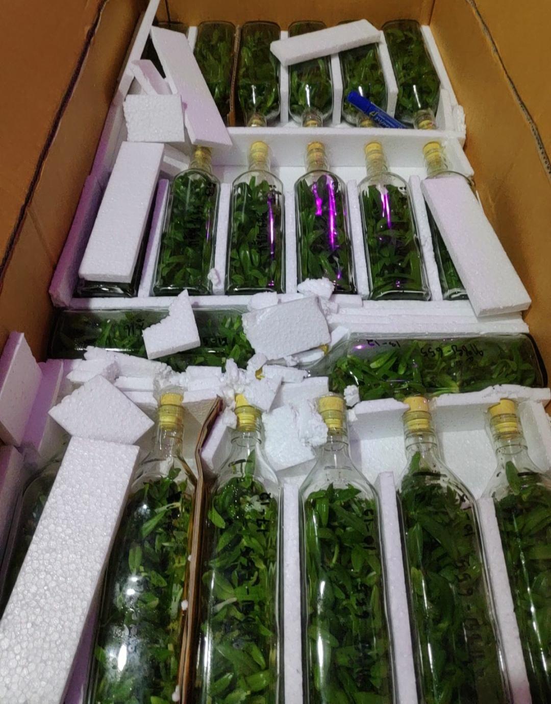 Ngọc điểm chai mô - Trắng - Nhập Thái 40 cây con