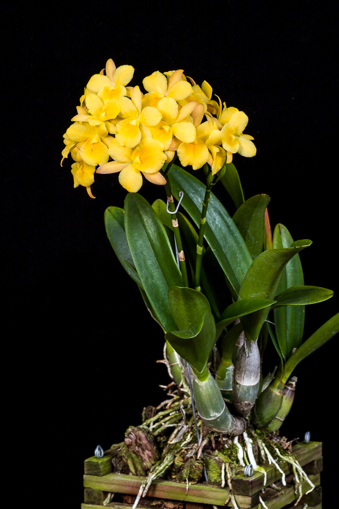 Lan Cattleya Vàng WHY NOT Bông Chùm - Giống nhập Thái 1 Bảng Nhiều Thân