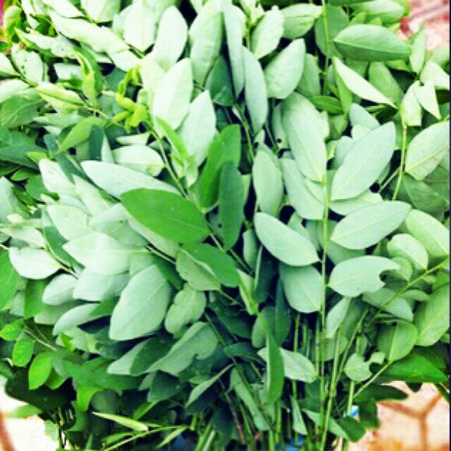 Gói 0.2GR hạt giống Rau Bồ Ngót