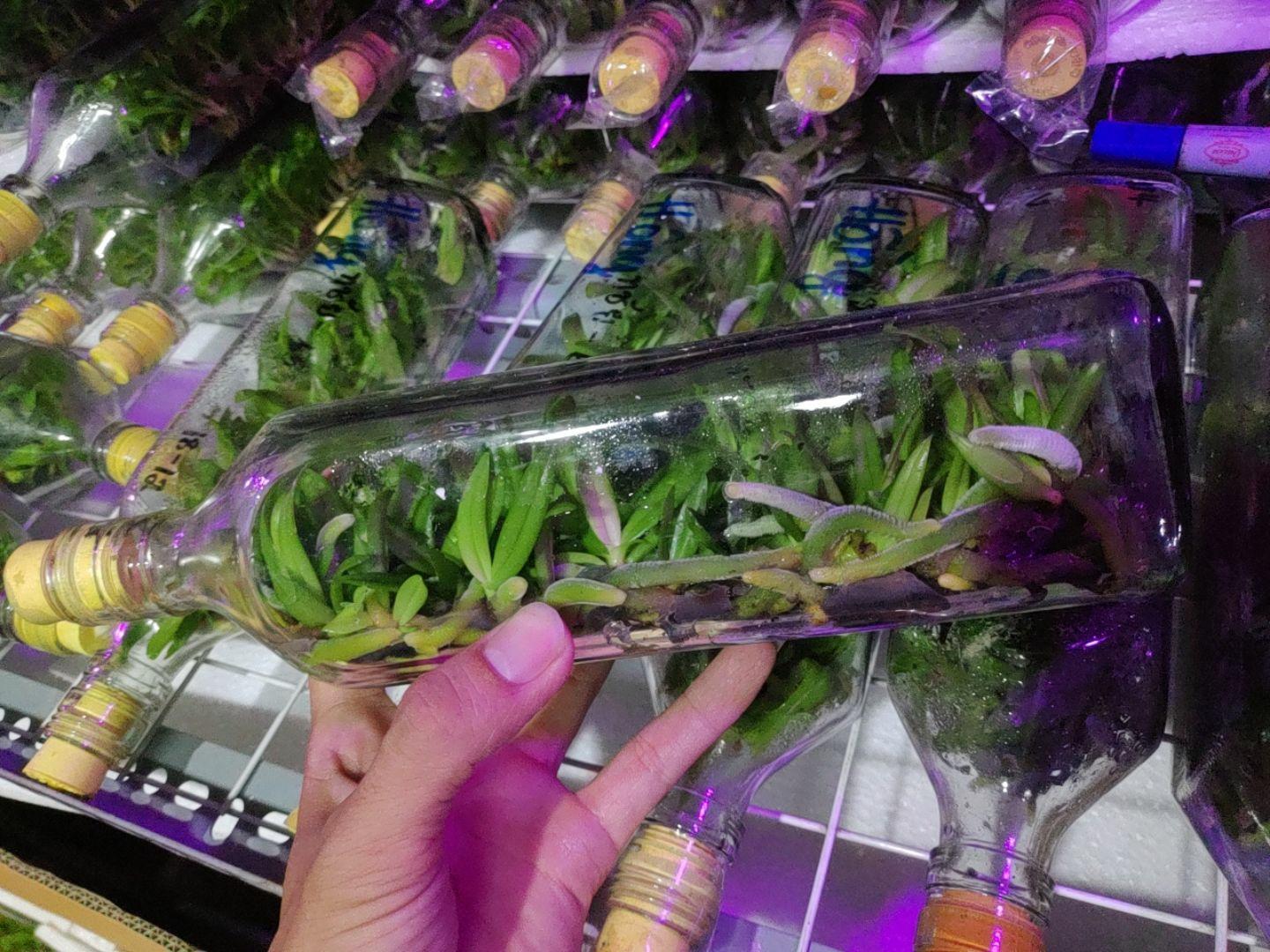 Chai mô Ngọc điểm đốm - chai 40 cây, nhập khẩu Thái