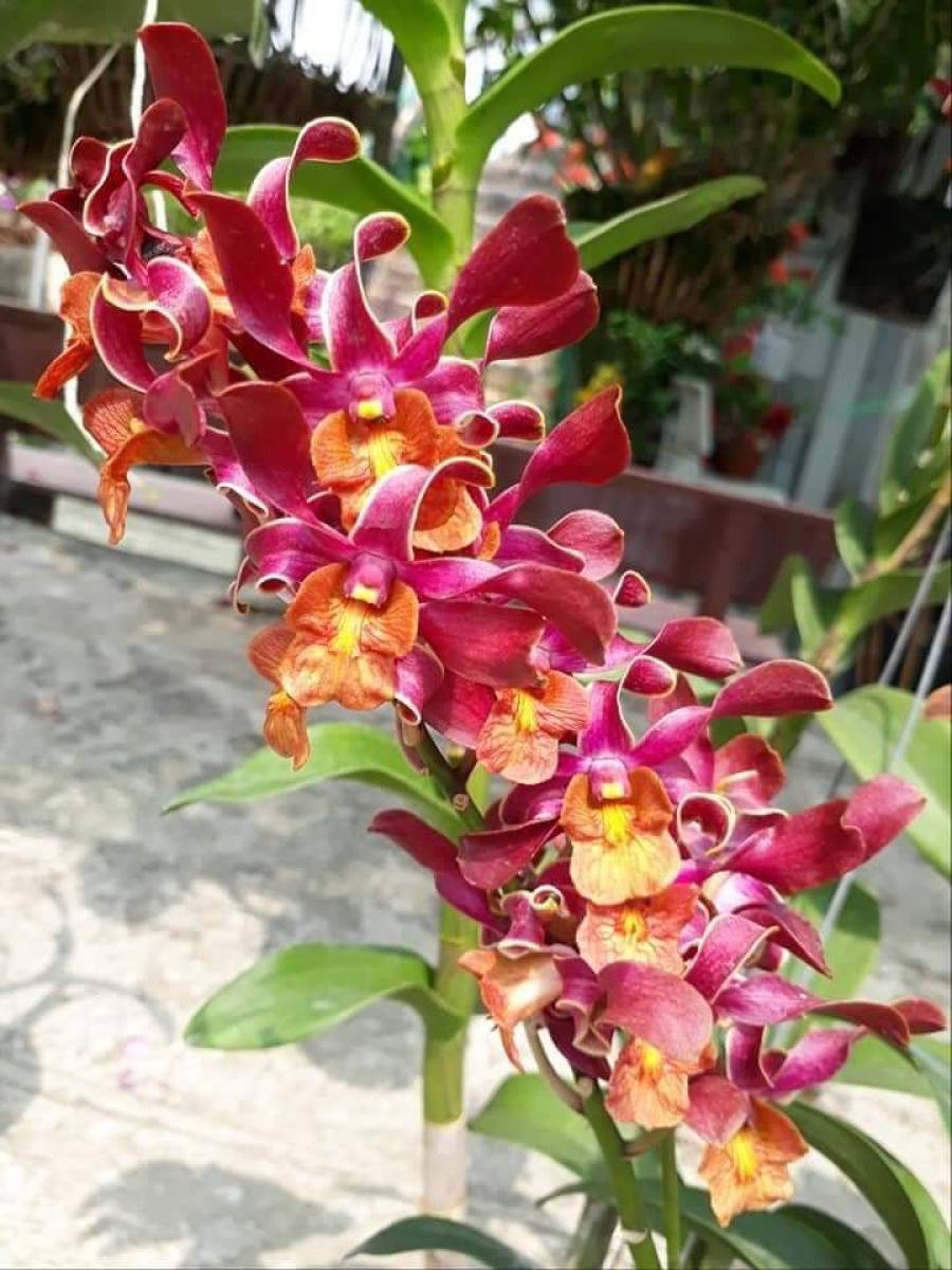 Chậu cây lan Dendro Quán Long