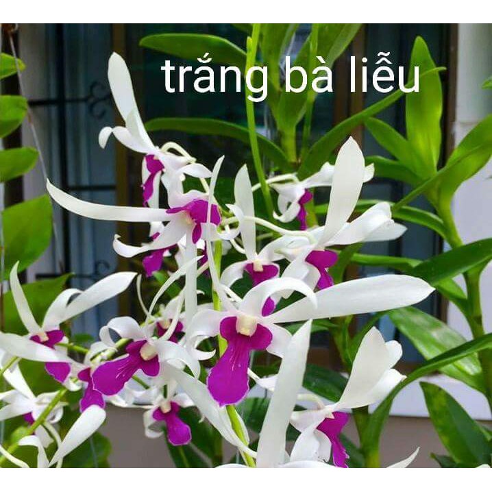 Cây Lan Dendro Nắng Thơm Bà Liễu - Cây to sắp hoa - hàng ra hoa Tết 2020 - giao cây to như hình