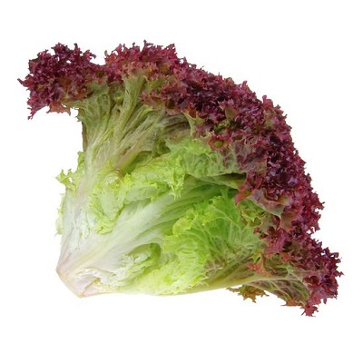 Gói 2GR hạt giống Rau Diếp Xoăn Đỏ