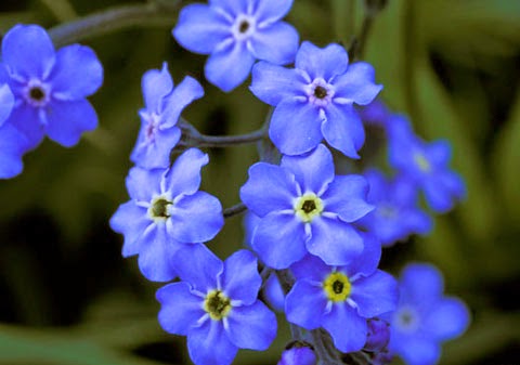 Gói 0.2GR hạt giống hoa Lưu Ly Nhiều Màu