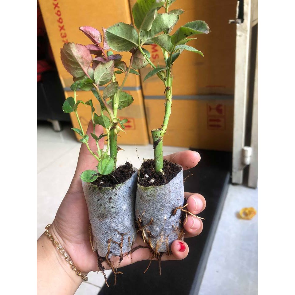 Combo 10 cây giống bầu chiết hồng ngoại - bầu nhiều rễ ổn định, tỷ lệ sống cao