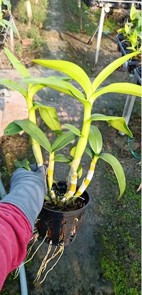 Chậu cây lan Dendro màu vàng pha cam