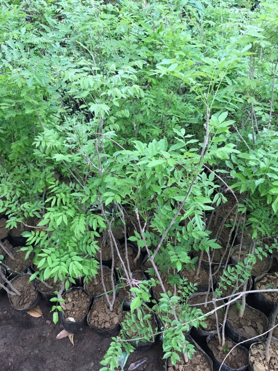 Cuộn cây giống hoa Tử Đằng dài 4m đang sẵn hoa nhiều mầm