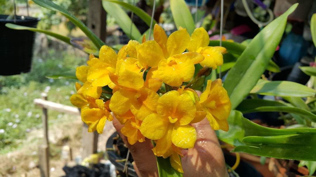 Lan Cattleya Vàng WHY NOT Bông Chùm - Giống nhập Thái 1 Bảng Nhiều Thân