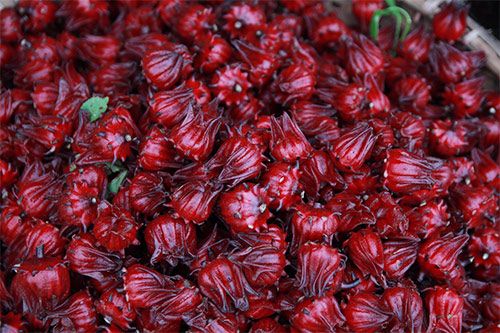 Gói 1g hạt giống atiso đỏ