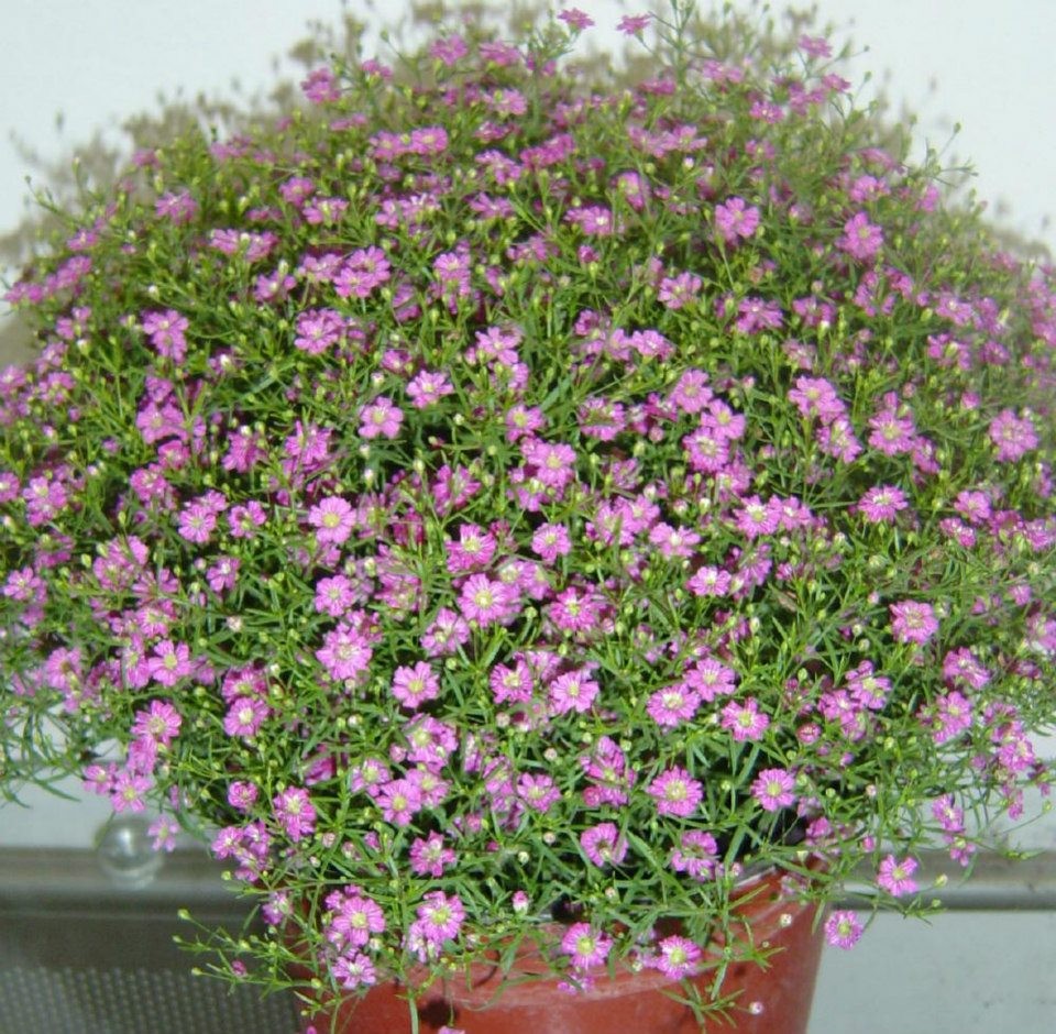 Gói 100 hạt giống hoa baby Hồng trồng chậu - Gypsophila Gypsy Rose/ Baby breath