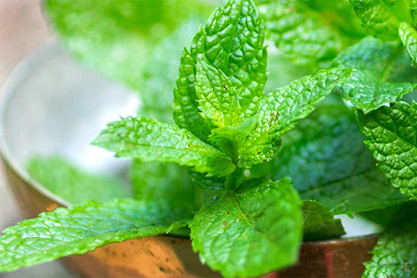 Gói 0.2g hạt giống bạc hà Âu (húng lủi)