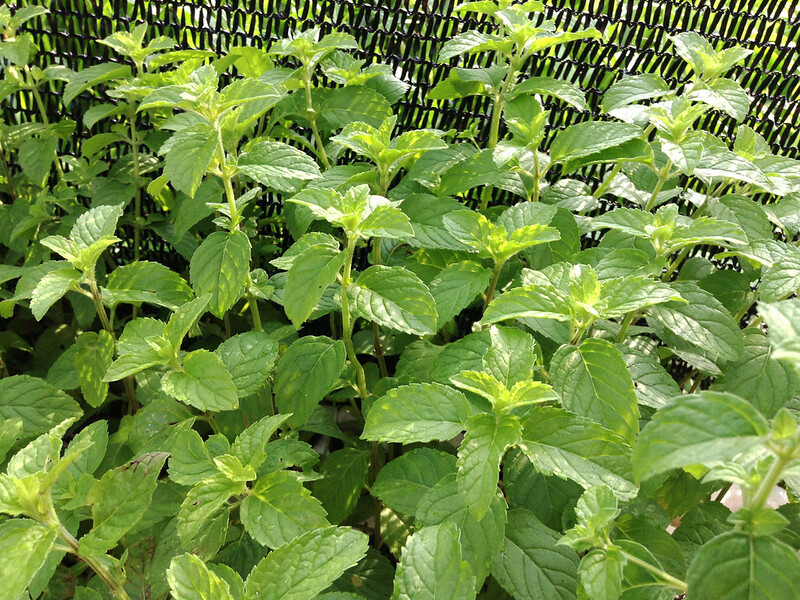 Gói 0.2g hạt giống bạc hà Âu (húng lủi)