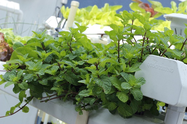 Gói 0.2g hạt giống bạc hà Âu (húng lủi)