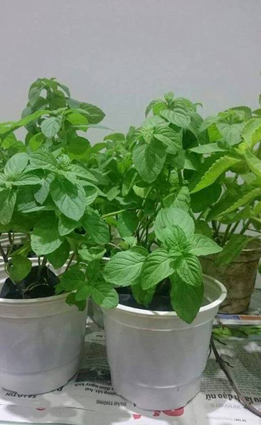 Chậu cây Bạc Hà Nhật - Japanese Mint