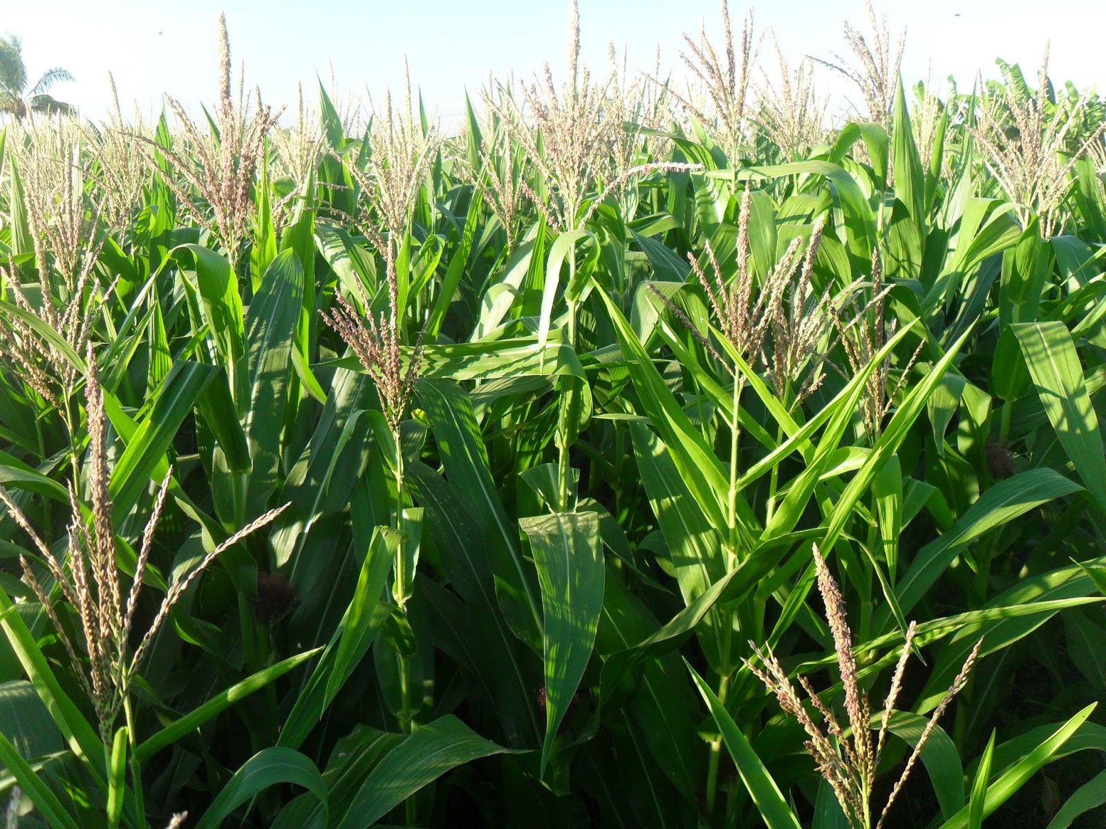 Gói 20g hạt giống bắp mĩ F1